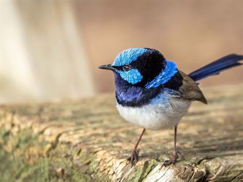 Image-for-external-use-Superb-fairy-wren-1200-x-900-px-Plan-Harcourt-Biodiversity.jpg