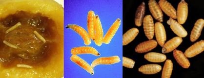 Close up images of Queensland fruit fly - larvae and pupae 