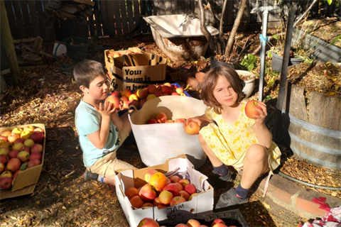 Apples