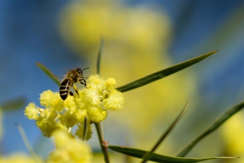 Biodiversity Strategy - 1200px X 800px.jpg