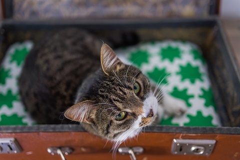 Cat in a leather suitcase looking up at the camera