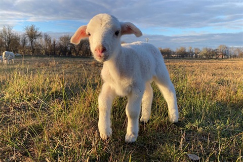 Dora the lamb 1200x800.jpg