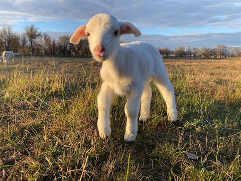 Dora the lamb.jpg