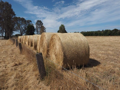 Hay bales.jpg