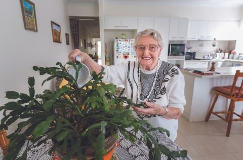 Woman watering a house plant in her home. 