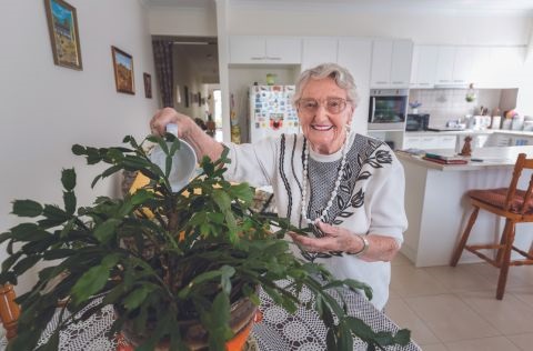 Woman watering a house plant in her home. 
