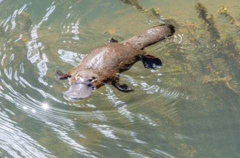 Platypus swimming in creek