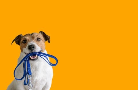 Bright yellow background with small dog holding a lead in its mouth.