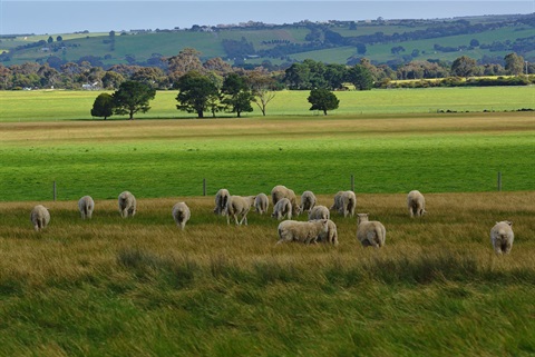 Sheep grazing