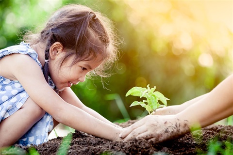 Tree planting