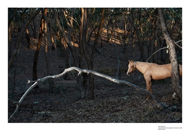 Fryers Horse Paddock