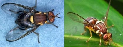 Close up images of two Queensland fruit flies