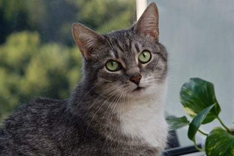 Cat in front of window near indoor plant
