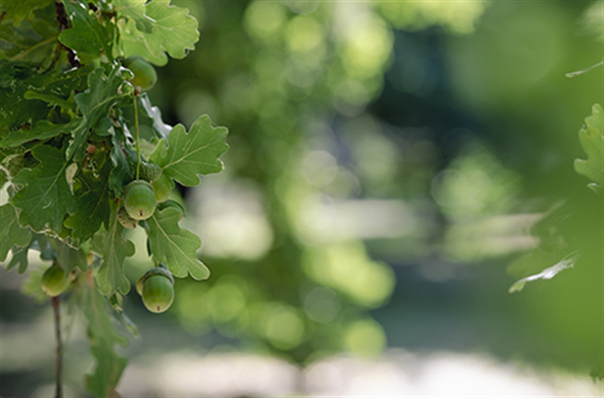 Climate change in the Botanical Gardens | Mount Alexander Shire Council