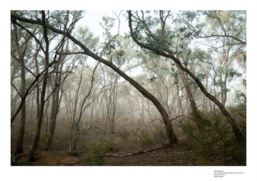 Box Ironbark Forest