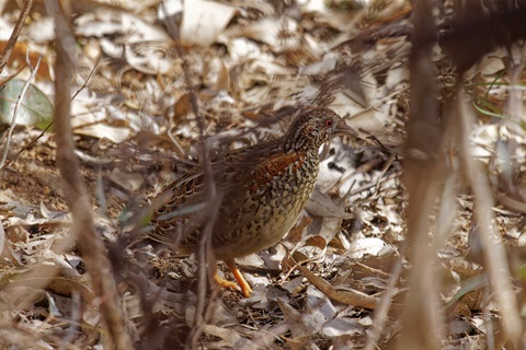 Painted-Button-Quail-1-Damian