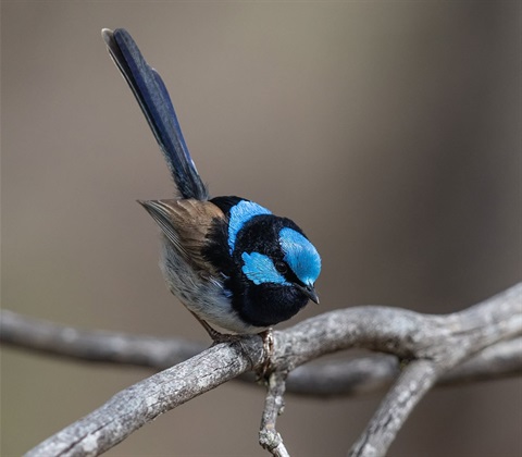 blue wren.jpg